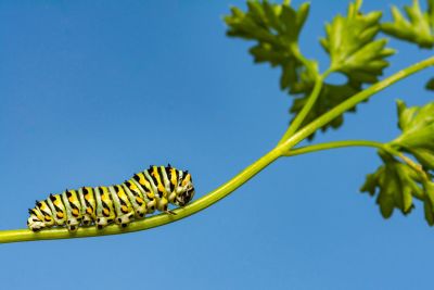 Caterpillar On The Stem Of A Parsley Plant