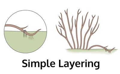 simple-layering