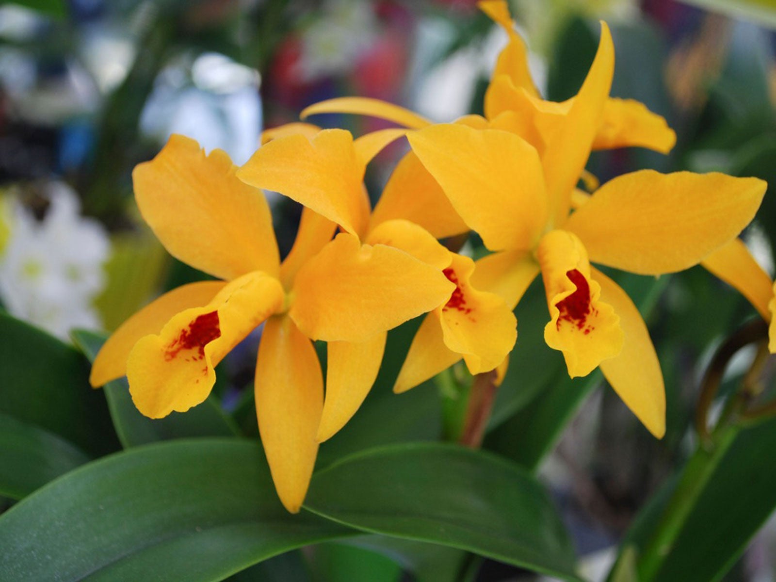  Spathoglottis Orchid