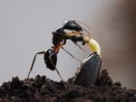 Ant in Flower Pot Eating New Seed