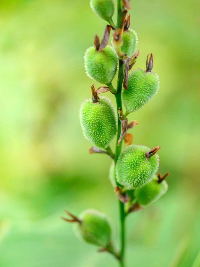 Canna Seed Propagation How To Germinate Canna Lily Seeds