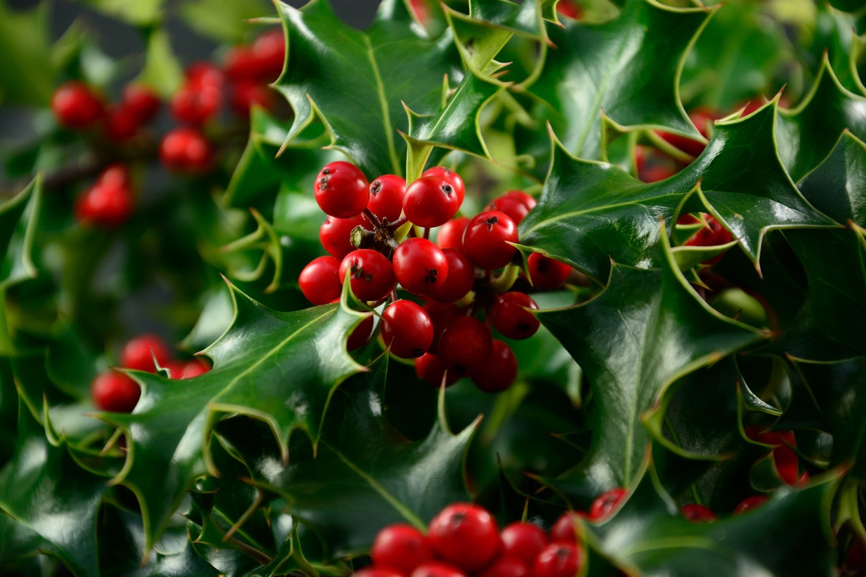 Types Of Holly Bushes Trees