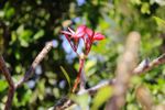 Red Flowered Plumeria Plant