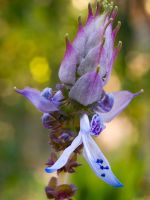 Purple-Blue Coleus Plant