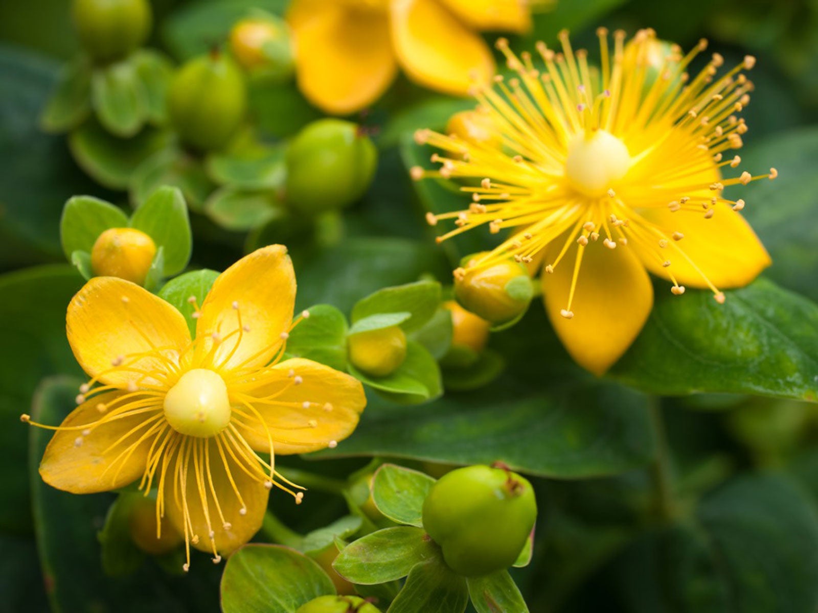 How long does it take st john wort to work Growing St John S Wort Herb St John S Wort Plant Uses And Cultivation