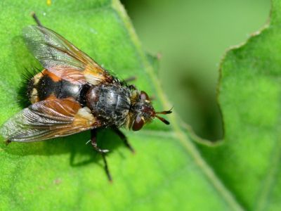 Close Up Of A Tachinid Fly