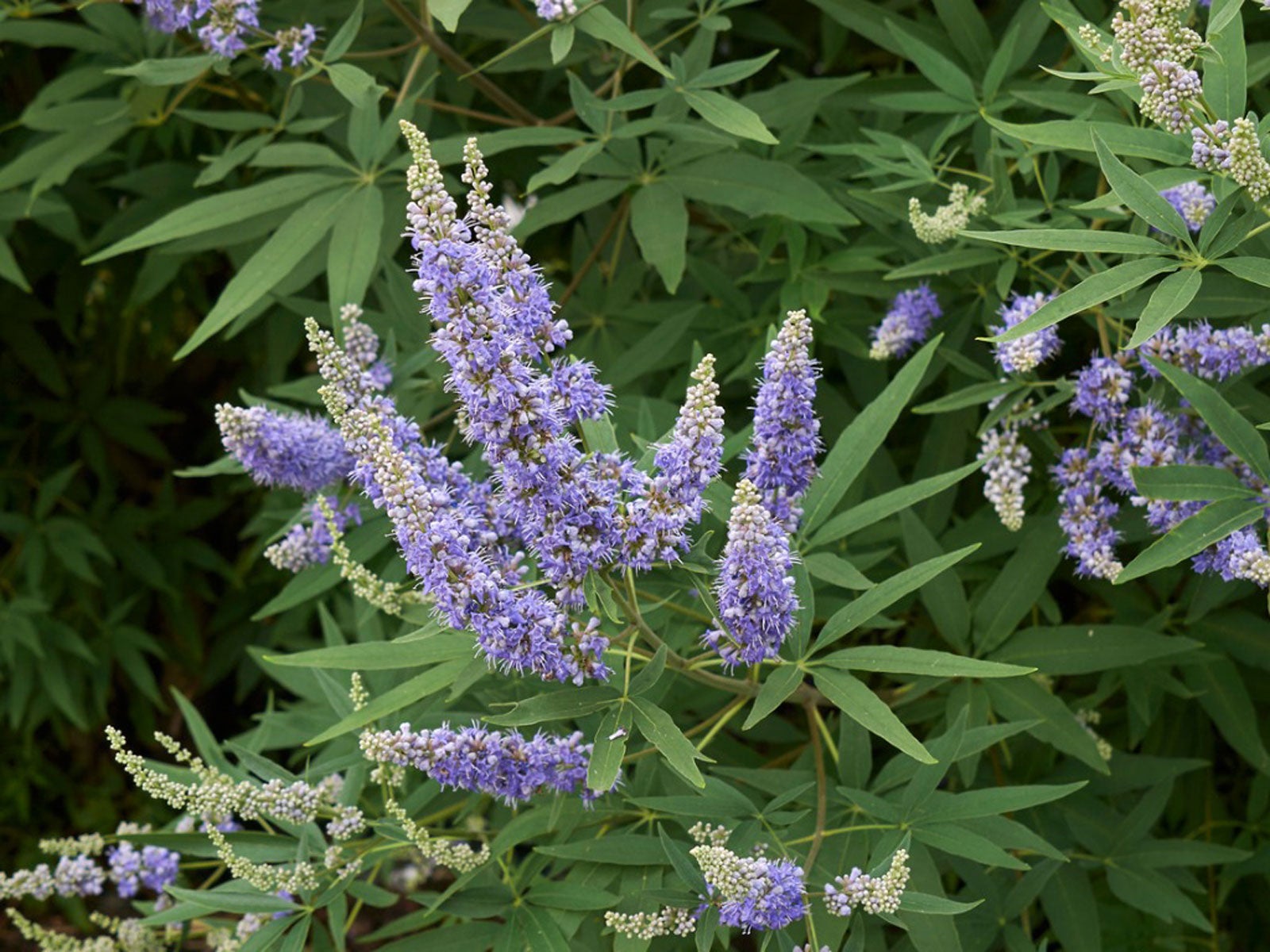 Vitex Chaste Trees   Information On Growing A Chaste Tree