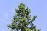 Large Hemlock Tree