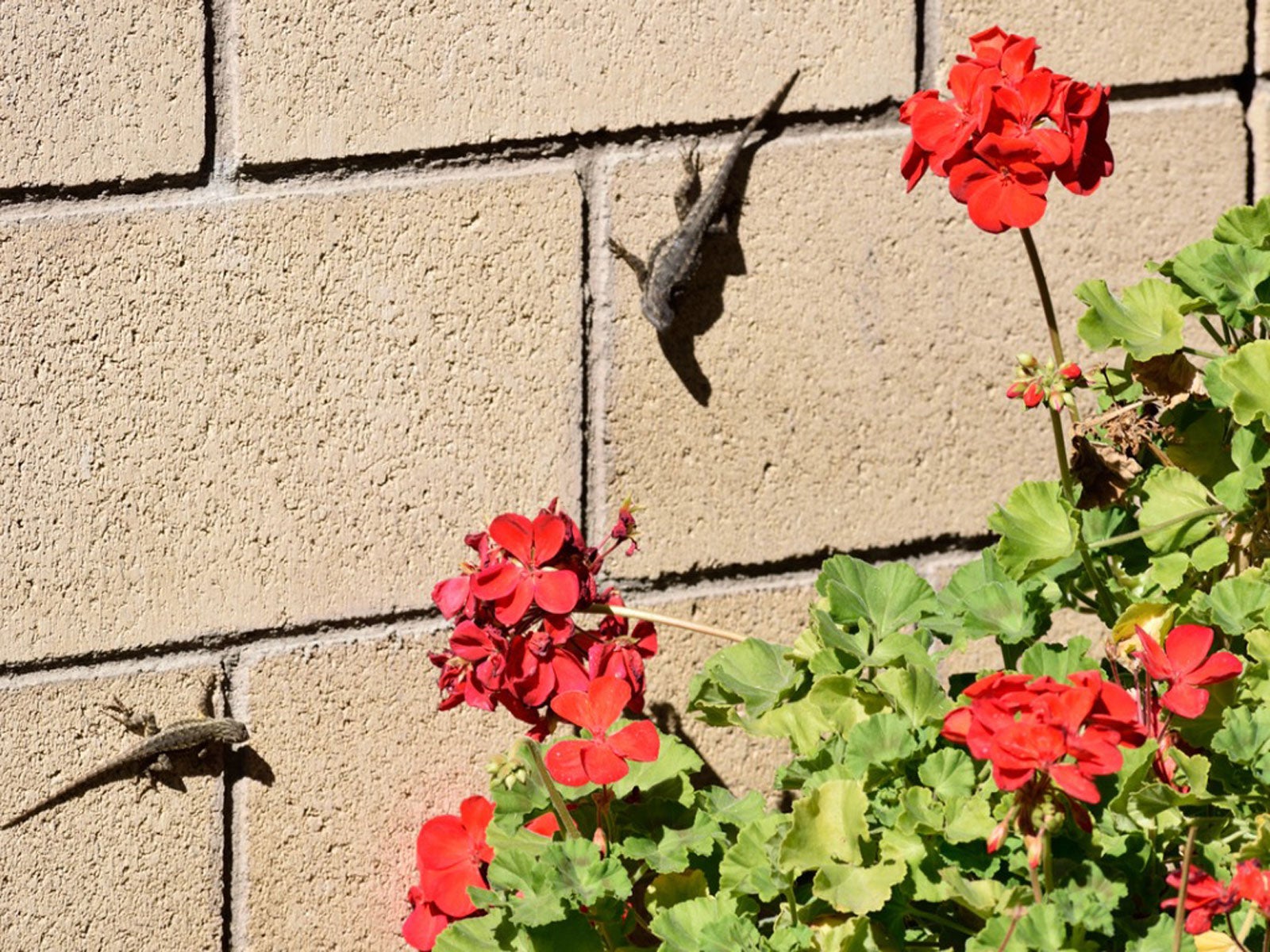 Lizard Control In Gardens How To Get Rid Of Lizards In The Landscape