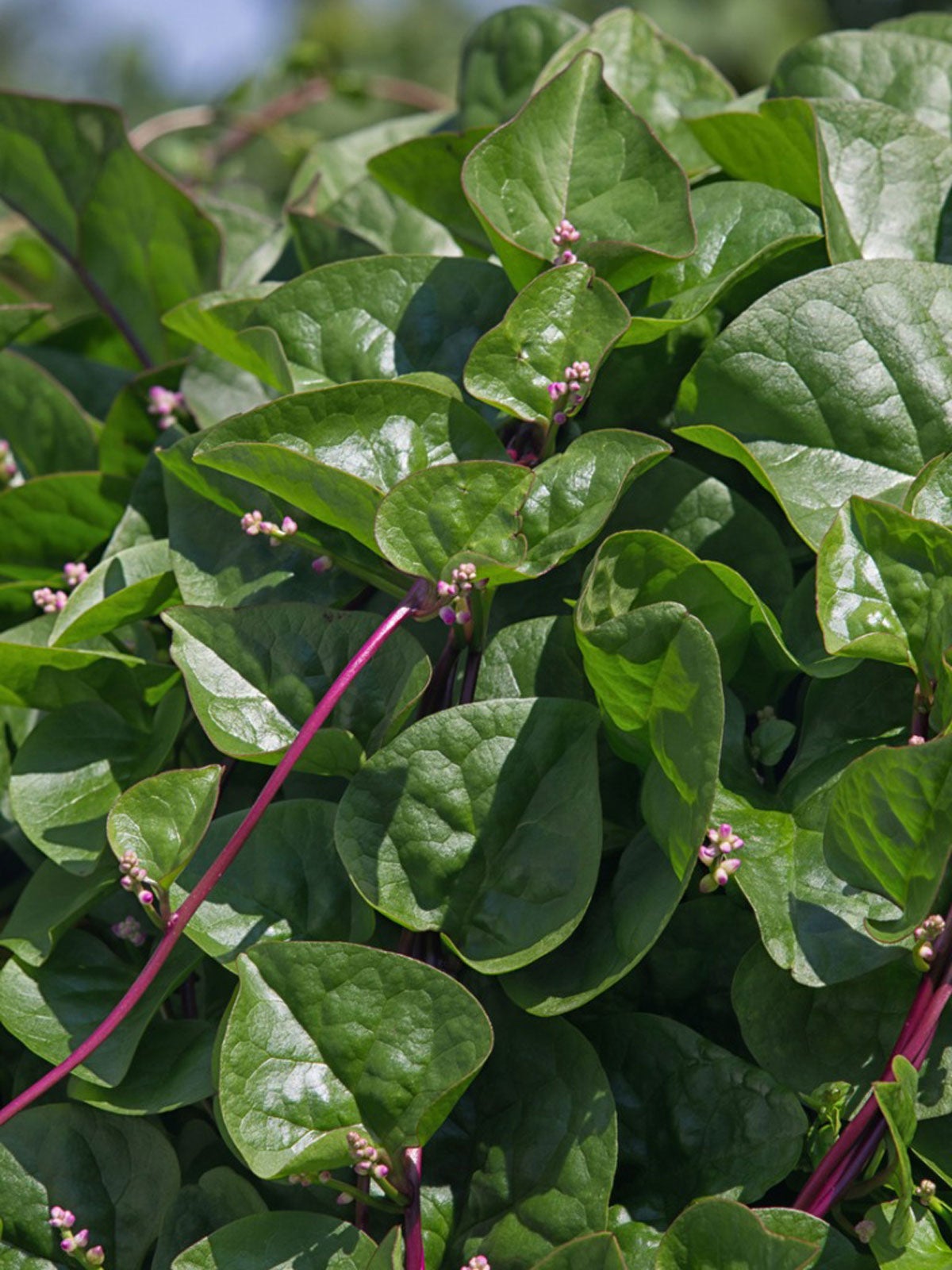 malabar spinach plants - how to grow malabar spinach