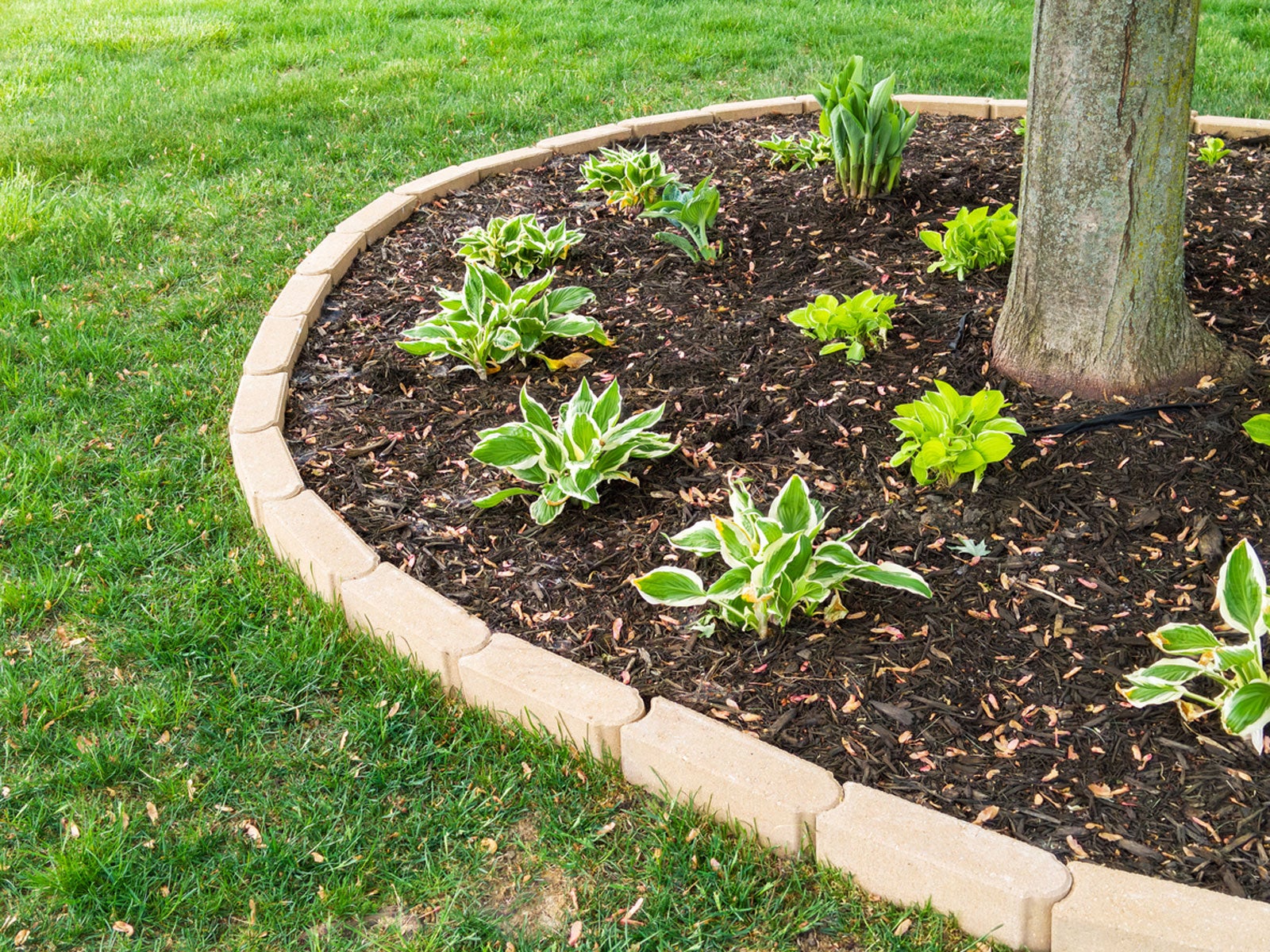 Plants Or Flowers Grow Well Under A Tree, Landscaping Borders Around Trees