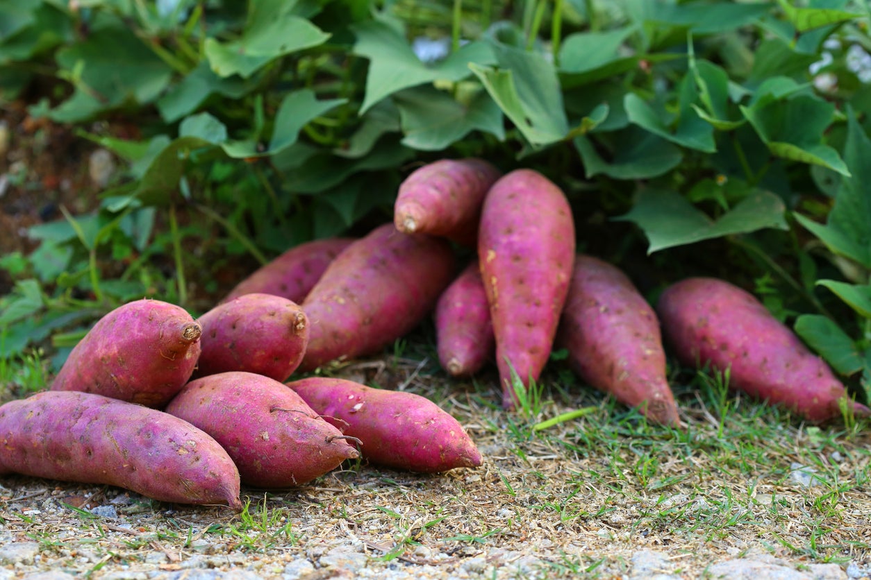 What-climate-do-sweet-potatoes-grow-in.srz.php