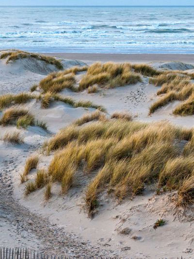Grass Plants On Sand Banks At The Ocean