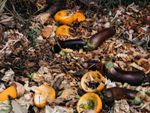 Food In A Compost Pile
