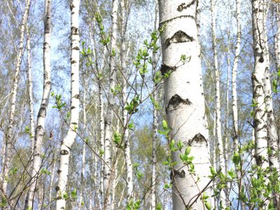 Forest Of Paper Birch Trees