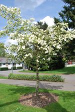 Single White Flowered Dogwood Tree