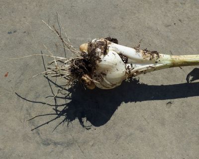Roots Of An Elephant Garlic Plant