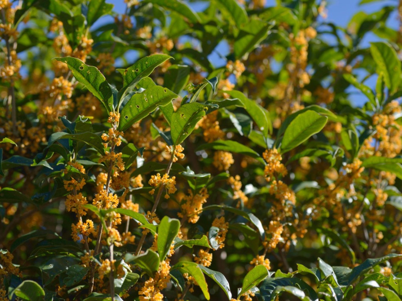 osmanthus tea olive care - tips for growing osmanthus plants