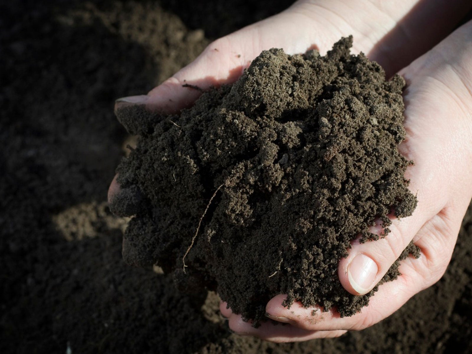 The Surprising Healing Qualities of Dirt - Our World