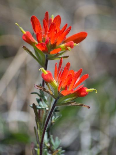 Red Colored Indian Paintbrush Wildflowers