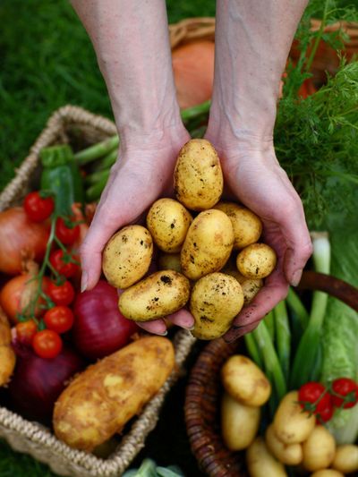 Hands Holding Potatoes Over Baskets Full Of Vegetables