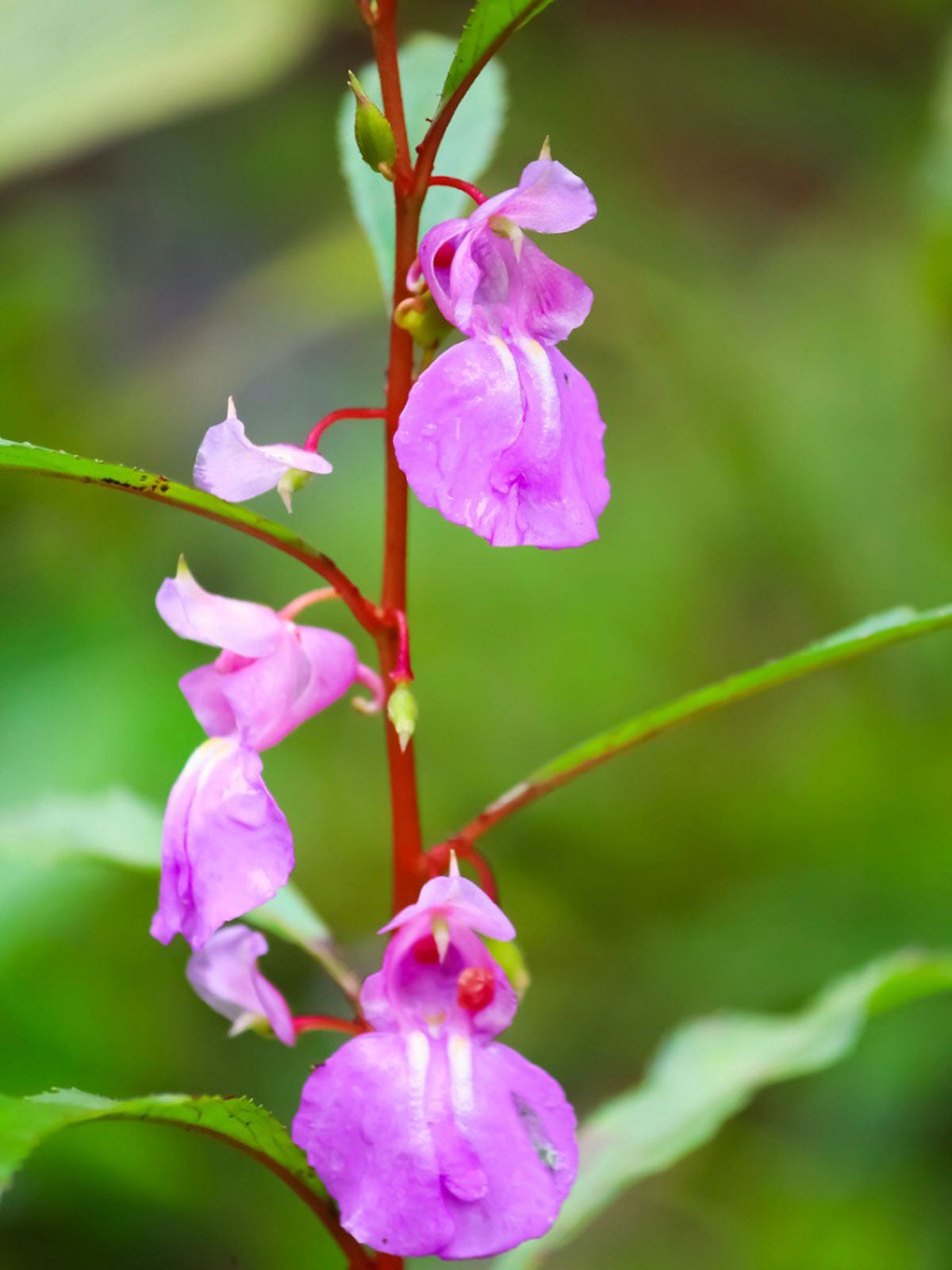 caring for balsam in the garden - how to grow balsam plants