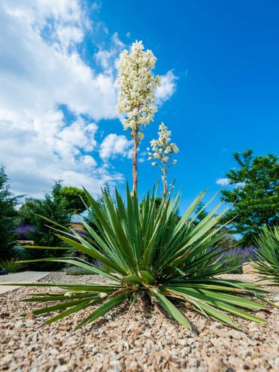 White Blooming Yucca Plant