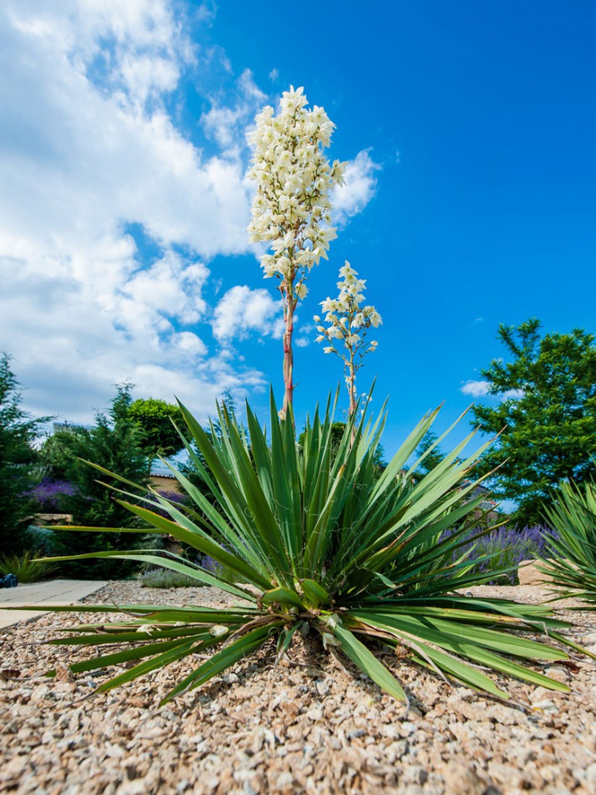 Caring For Yuccas Following Blooms   Cutting Yucca Flower Stalks
