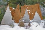 Plants Wrapped In Burlap Protected From The Snow