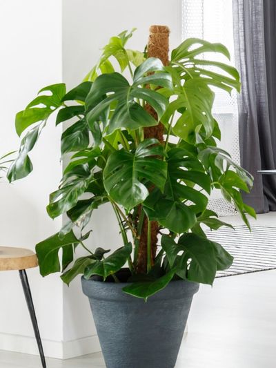 Indoor Potted Monstera Moss Plant