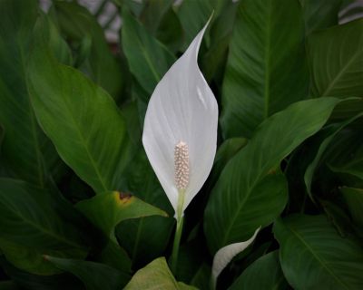 White Peace Lily Flower