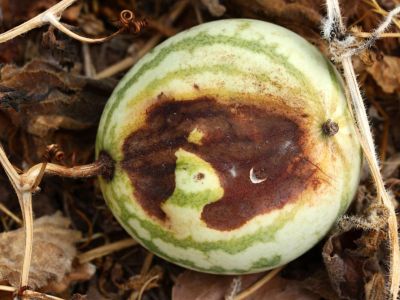 Brown Rotting Diseased Watermelon On The Vine
