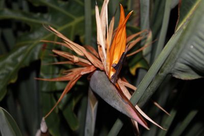 Dried Up Bird Of Paradise Plant