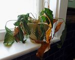 Potted Houseplant With Dying Brown Leaves