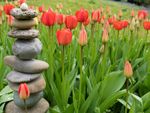 Rock Cairn Infront Of A Field Of Red Tulips