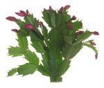 Green Thanksgiving Cactus Plant With Purple Flowering Buds