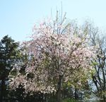non weeping cherry