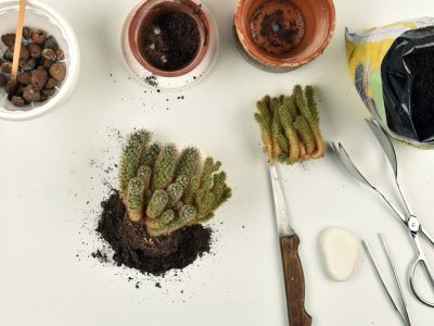 Materials For Repotting A Cactus Plant