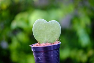 Container Grown Heart Shaped Valentine Hoya Plant