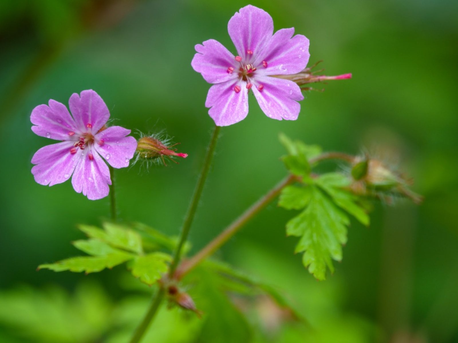 what is herb robert: learn about herb robert identification and