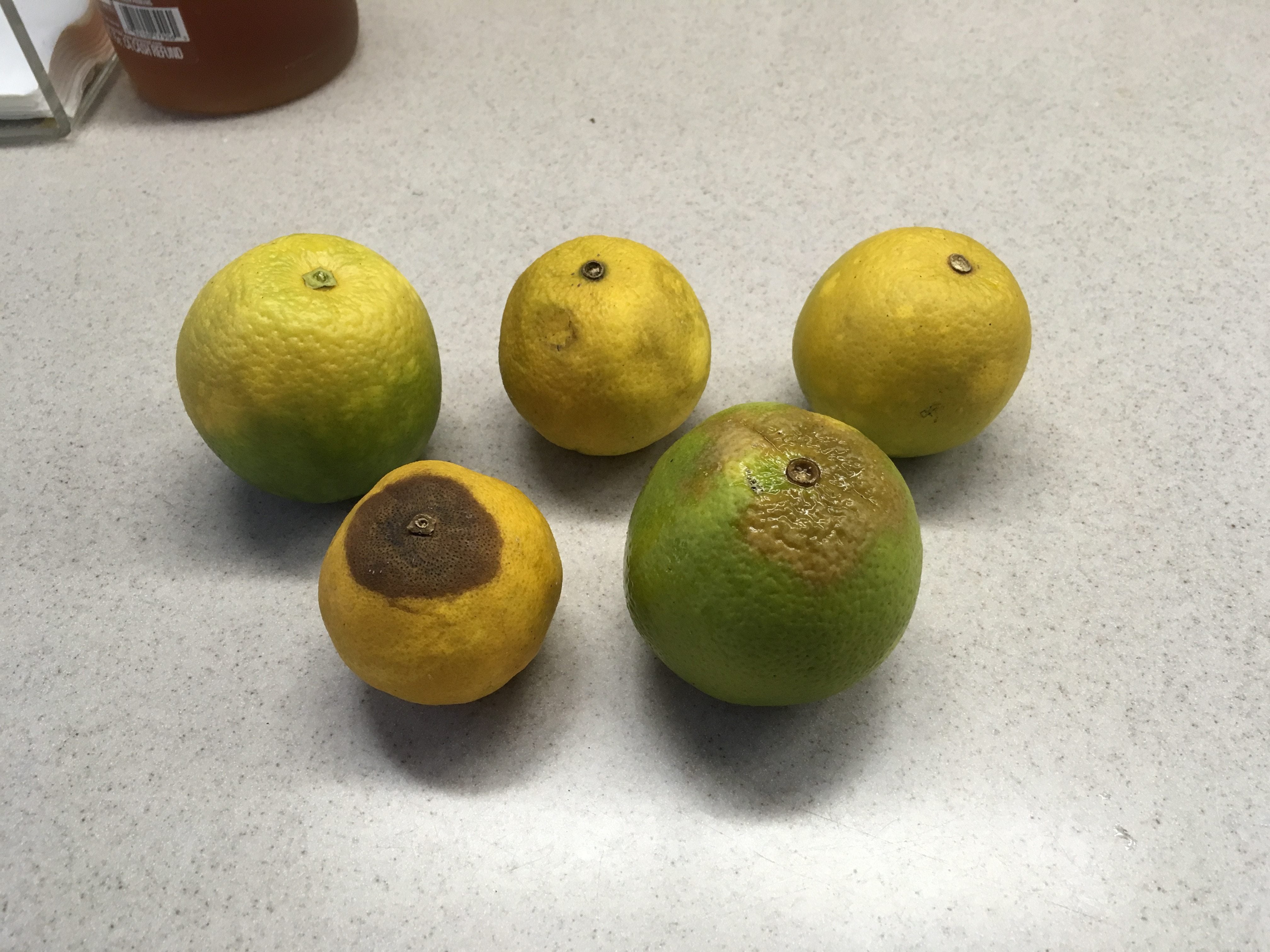 Uklonite voće sa stabala citrusa