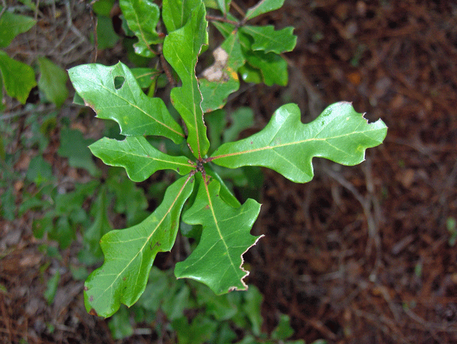 Water-Oak-leaves