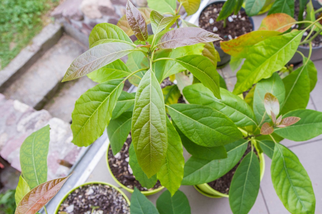 Details about   *****Growing Avocado Trees from Cuttings****** "HASS Scion" 5 PCS 