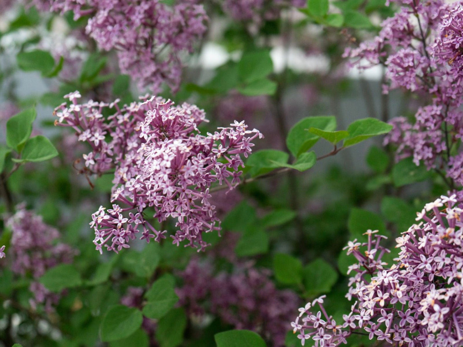 What Is A Dwarf Lilac Tree Types Of Dwarf Lilacs For The Landscape,Robo Dwarf Hamster Pictures