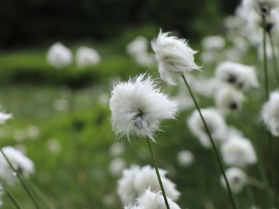A Field Of Cotton Grass