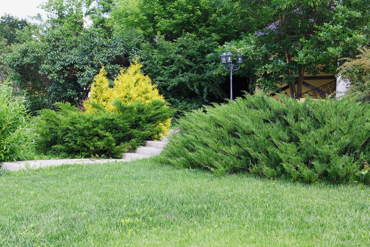 Types Of Evergreen Bushes Common Evergreen Shrubs For Landscaping