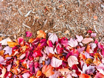 Colorful Leaves Next To Mulch