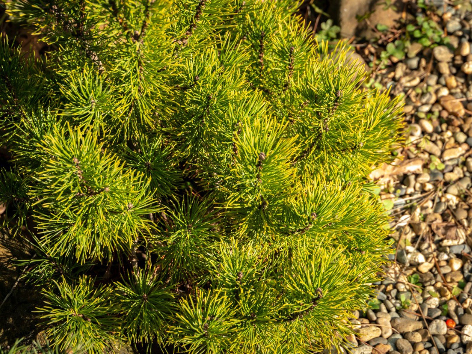 Mugo Pine Growing Tips On Caring For Mugo Pines In The