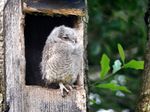 owl box