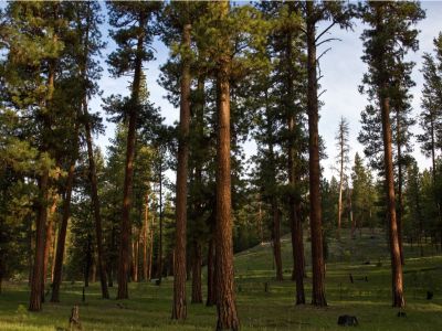Tall Ponderosa Pine Trees In The Forest